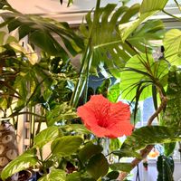 アンスリウム,ハイビスカス,モンステラ,フィロデンドロン,モンステラ デリシオーサの画像