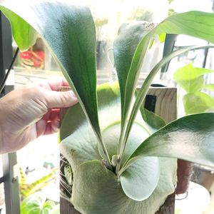 ビカクシダ,P. Nokogiri,Platycerium 'Nokogiri',子株,観葉植物の画像