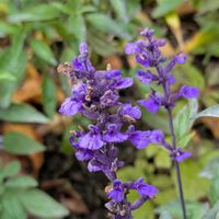 サルビア,今日のお散歩,歩くの大好き♡の画像