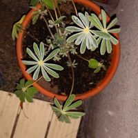 ルピナスの画像