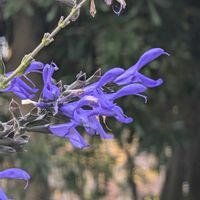 サルビア,今日のお散歩,歩くの大好き♡の画像