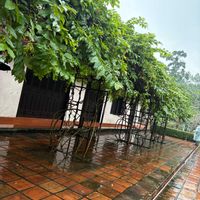 スパティフィラム,ホウガンノキ,アラビカコーヒーの木,ベトナム,ベトナムの料理の画像