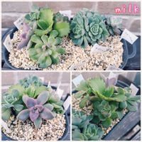 桜牡丹,子宝草,シャーロット,エケベリア アルケイン,オデロイの画像