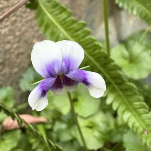 ガーデニング,裏庭,シェードガーデン,冬の庭の画像