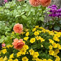 カリブラコア,シクラメン,マリールイーズ・ドゥ・ラ・ラメー,シクラメンチモブルー,鉢植えの画像