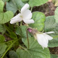 ニオイスミレ（　スイートバイオレット　）の画像