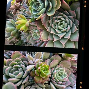 多肉植物,多肉寄せ植え,可愛い,ピンク,元気！の画像