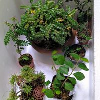 五葉松,睡蓮木,磯ザンショウ,盆栽,ミニ盆栽の画像