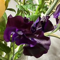 スイートピー,スナップ,ドラセナ　サンデリアーナ,ピュアフラワーの画像