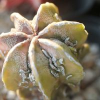 ハオルチア,多肉植物,観葉植物,塊根植物,サボテン科の画像