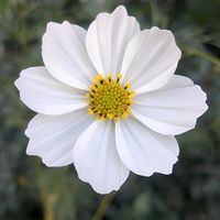 エリカ,コスモス,ペンタス,バラ アイスバーグ,白いお花の画像