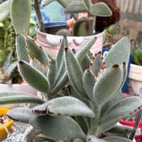 ユーフォルビア マハラジャ,アエオニウム　ピンクウィッチ,いやされる,GSのみなさんに感謝♡,スヌーピーの画像