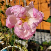 バラ,バラ,スカボロフェア,ミニバラ ほほえみ,レオナルド・ダ・ビンチの画像