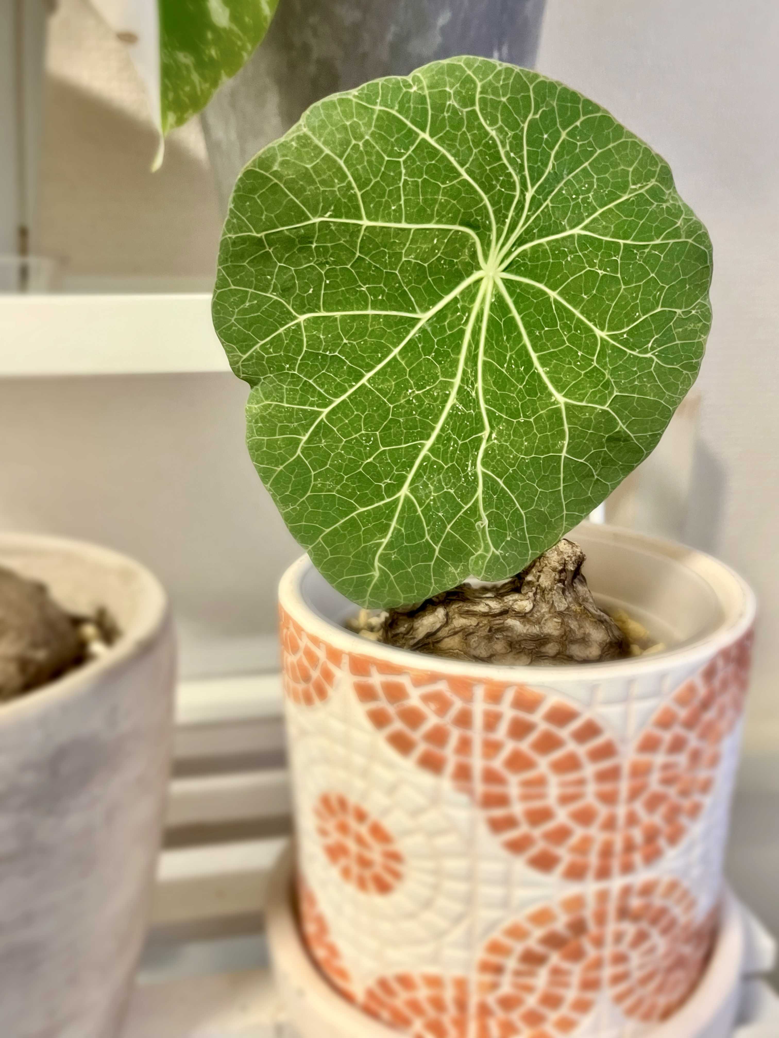 ステファニア 楽天市場】塊根 植物 ステファニ アの通販