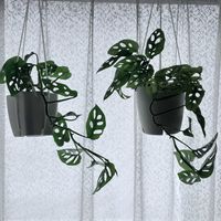 マドカズラ,ハンキング,観葉植物,つる性植物,グリーンの画像