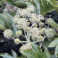 ヒイラギ,ヤツデ,サツキ,シロナンテン（白南天）,花が好きの画像