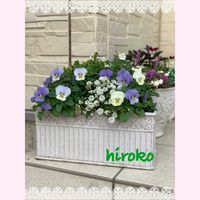 アリッサム,ネメシア,カルーナ,寄せ植え,ビオラ♡の画像