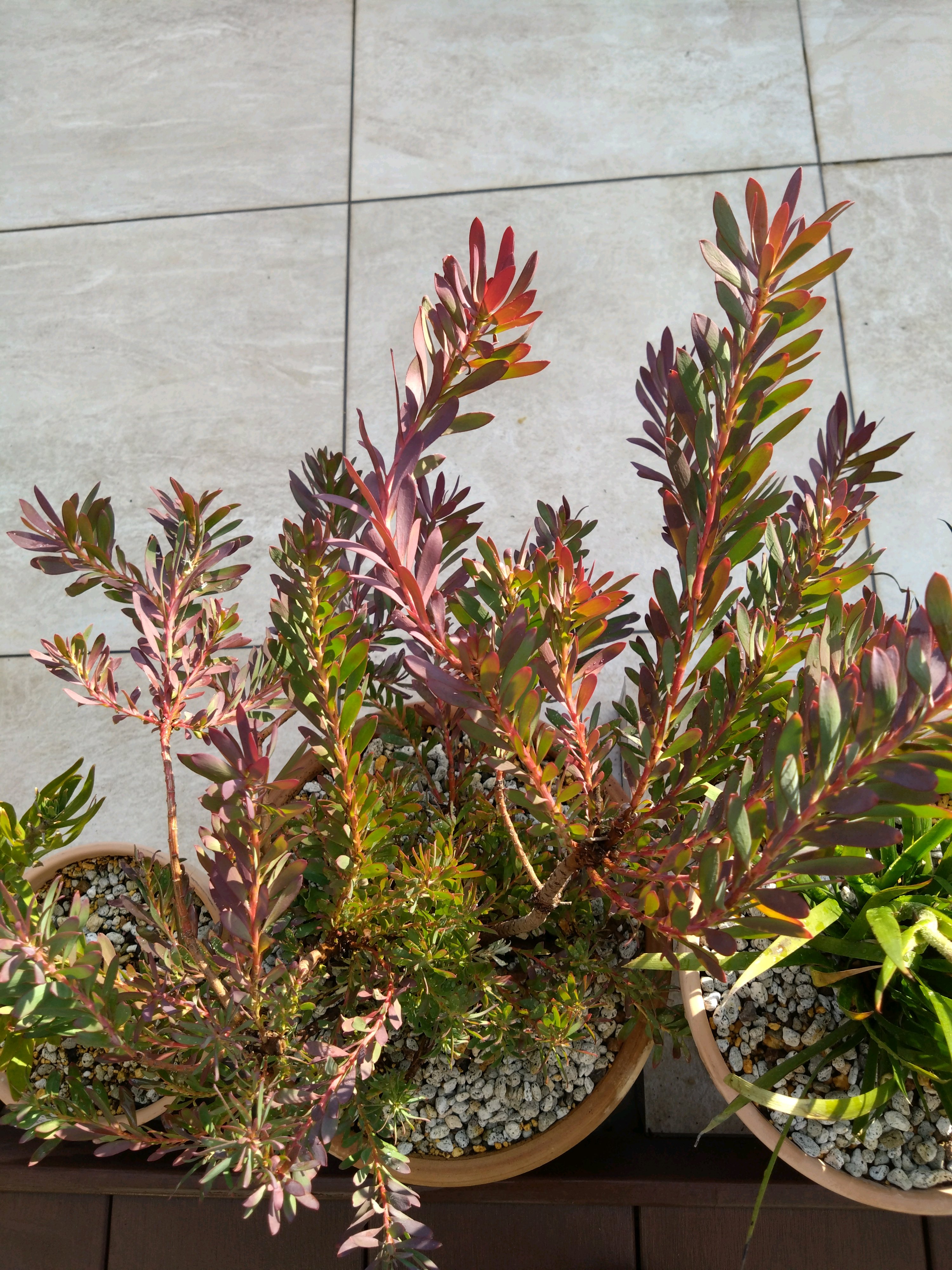 リューカデンドロン デビルズブラッシュ｜🍀GreenSnap（グリーンスナップ）