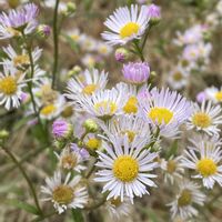 ヒメジョオン,散歩道♡の画像