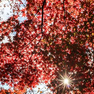 モミジ,紅葉,散歩,庭園,お出かけ先の画像