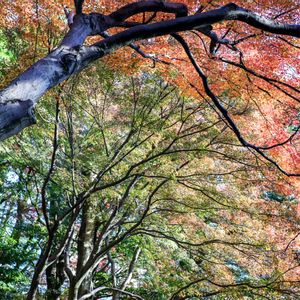 モミジ,紅葉,散歩,庭園,お出かけ先の画像