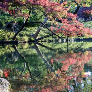 モミジ,紅葉,散歩,庭園,お出かけ先の画像