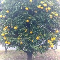 モミジ,紅葉,夏みかん,夕焼け,ありがとう♡の画像