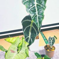 シンゴニウム,フィロデンドロン,アロカシア,観葉植物,まだまだ初心者の画像