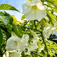 エンジェルストランペット,エンジェルトランペット,キダチチョウセンアサガオ,キュンキュン乙女倶楽部,平和を願うの画像