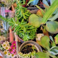 ツメレンゲの画像