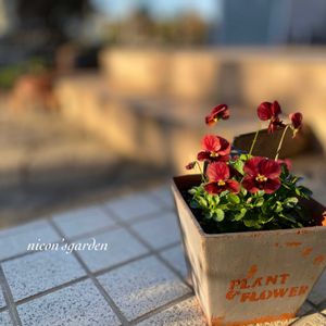 ガーデニング,玄関先,NO GREEN  NO LIFE,植物中毒,花苗うえたの画像