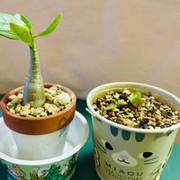 アデニウム,アデニウム アラビカム,実生,根塊植物,おやつの画像