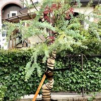 ミモザ,庭の画像