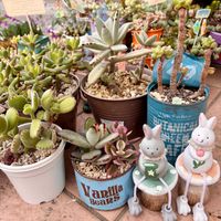 月兎耳,ジャイアントラビット,ブルーエルフ,レモンフィンガー,多肉植物の画像