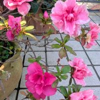 アザレアの画像