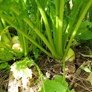 時無小蕪,時無小蕪,無農薬,菌ちゃん農法,家庭菜園の画像