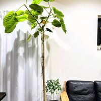 月下美人,ウンベラータ,ウンベラータ,ホヤ コンパクタ,モリンガの画像