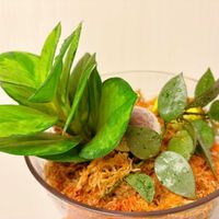 ホヤ・カルノーサの画像