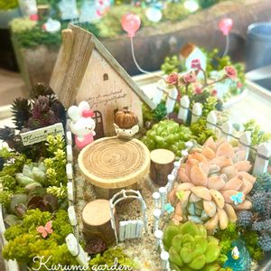 エケベリア,多肉植物 寄せ植え,箱庭,箱庭 多肉植物,エンジュの木の画像