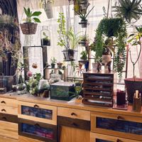 チランジア,ビカクシダ,チランジア　キセログラフィカ,ジュエルオーキッド マコデスペトラ,ミディ胡蝶蘭の画像