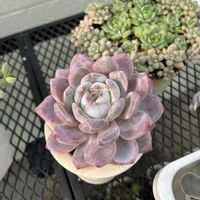 春萌,エレガンス,ネオンブレーカーズ,ピンクルルビー,オレンジモンローの画像