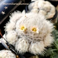 サボテン,白星,アングレカム ディスティカム,マミラリア プルモサ,mammillaria plumosaの画像