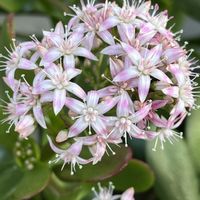 カネノナルキ,キンセンカ,ツワブキ,リンドウ,コウテイダリアの画像