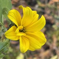 ひまわり,ひまわり,月(つき),オリオン座☆,今朝の富士山！の画像
