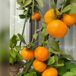 キンカン,ミカン,自然観察,植木鉢,玄関アプローチの画像