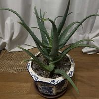 アロエ,多肉植物,iPhone撮影,リビング・ダイニングの画像