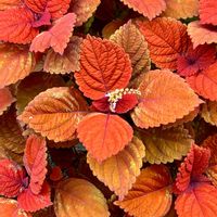 コリウス,お出かけ先の画像