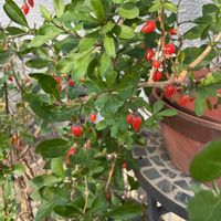 クコ,トクサ,クコ（枸杞）,GS映え,GS日和の画像