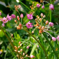 野菜,ラッキョウ,辣韮,多年草,自宅の庭の画像
