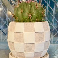 サボテン,テキセンシス,リース,エキノケレウス属,no green no lifeの画像